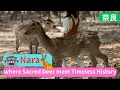 Download Lagu Nara where sacred deer meet timeless history
