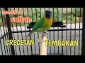 Download Lagu master tembakan rapat burung cucak kinoy paling dicari || suara jernih || mudah ditiru