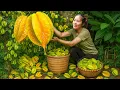 Download Lagu Harvest giant star fruit to sell at the market with single mom