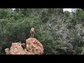 Cliff jump at the Devils Water hole Inks Lake State Park HUGE GAINER