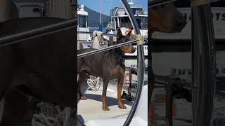 Learning to use the gimbal .. #fyp #dream #doberman #pets #youtube