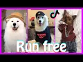 Download Lagu Run free Tiktok Dance Challenge Compilation 2020