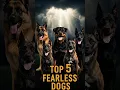 Download Lagu These are the 5 dog breeds even the military fears l #animals #shorts