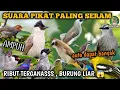 Download Lagu suara pikat  segala jenis burung kecil \u0026 besar ribut 💯 MP3 ampuh sedunia ❗