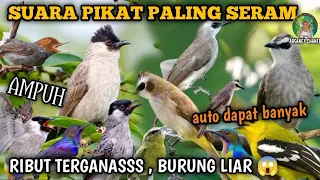 suara pikat segala jenis burung kecil u0026 besar ribut mp3 ampuh sedunia 