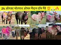 Download Lagu 24 ऑगस्ट जोगवडी मोरगाव ओपन मैदान टॉप पैरे 💯🔥#मथुर ३ फेऱ्यात की बिनजोडला 🙏🏻#bailgada#viral#viralvlog