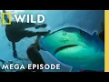 Download Lagu When Sharks Attack: Bloody Waters \u0026 Deadly Coasts | MEGA EPISODE | Nat Geo Animals