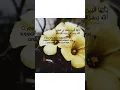 Download Lagu Quranic Verse on Support and Strength – Surah Muhammad 47:7