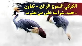 طائر الكركي المتوج النادر هكذا يكون التعاون بين الذكر والانثى 