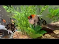 Download Lagu Fish Family: Koi Angelfish, Panda Angelfish, \u0026 Marble Angelfish