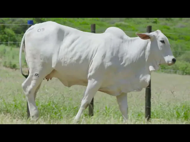 Novilha Nelore Mocho RGM - A68