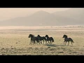MyNevada