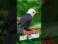 Download Lagu MASTERAN BURUNG LOMBA #birds #AJBird