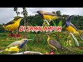 Suara Pikat Sogon terbaru belum banyak yang pakai mp3 ini