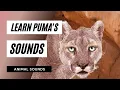Download Lagu Learn Puma's Sounds - the animal sounds: puma's sounds / sound effect / animation