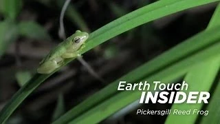 saving one of south africas most endangered frogs earth touch insider