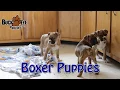 Boxer Puppies