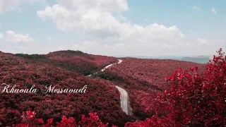                                    دندنها