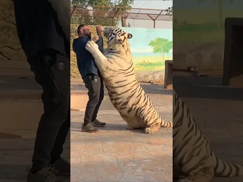 Why are adult tigers bottle-fed like babies? #shorts
