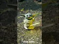Download Lagu Star Wars - Ginseng strip 2002