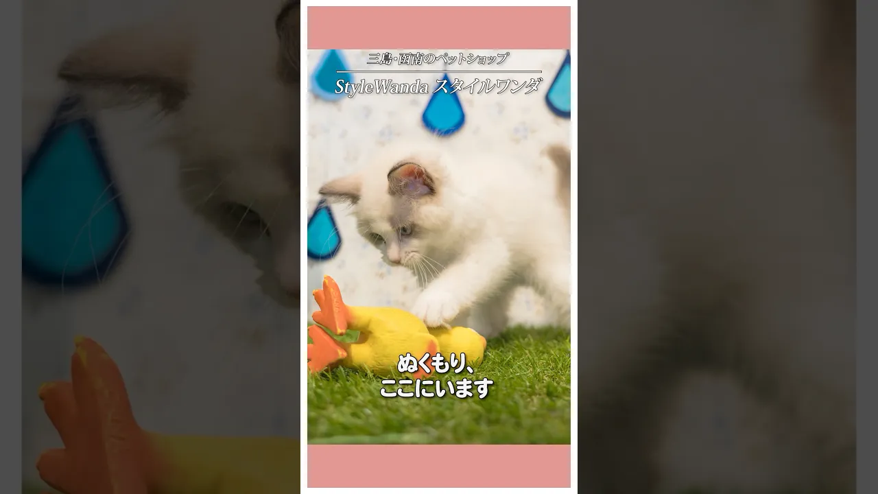 動画