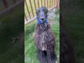 Download Lagu Afghan hound with cap✨ #puppy #galgos #afghanhound #petsfofinhos #adorable #dogsofinstagram #cute