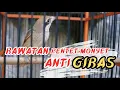 Download Lagu Cendet MONYET masteran murai batu // rawatan part 1 super giras