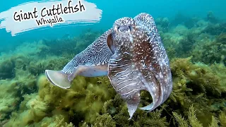 E105 – Giant Cuttlefish, Whyalla