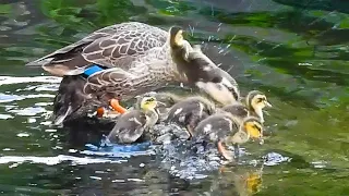 Duck Family 0511G🦆びっくりヒナ飛び上がるｗ突然の飛び去り。賢いヒナたちのお留守番