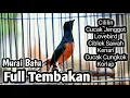 Download Lagu MURAI BATU GACOR FULL ISIAN TEMBAKAN CILILIN LOVEBIRD KENARI CUNGKOK JENGGOT KOLIBRI
