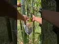 Download Lagu The Most Easty Method To Make Bamboo Saplings #farming #educational
