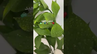 تجهيزات بيتنا ليلة العيد الأضحى تنظيفات العيد     دندنها