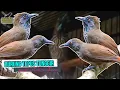 Download Lagu {Masteran OmKicau} Suara Pancingan Burung Tepus Tunggir Merah Jantan Gacor Cocok Buat Masteran