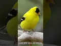 Download Lagu burung kenari amerika, lagu burung kenari amerika, panggilan burung kenari amerika, #suaraburung #burung #viral