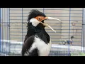 Download Lagu Burung Jalak Suren Gacor Mompa Full Variasi - Pancingan Jalak Suren Agar Gacor Full Isian Mewah