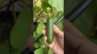 الحصاد الأول للموسم بداية الغيث قطرة اكسبلور زراعه زراعة منزلية نباتات حصاد مزرعة Garden 