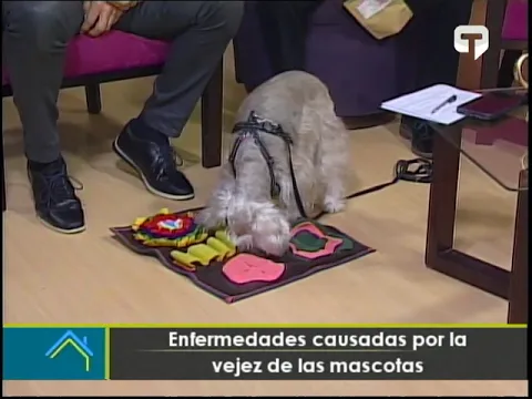 Enfermedades causadas por la vejez de las mascotas