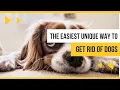 A smell that dogs hate perfect for keeping dogs away