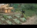 Download Lagu Landverbetering - Plant koolrabi op nieuw land, oogst voor verkoop op de markt. 3 jaar in het bos