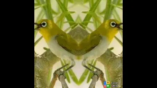 suara burung mata putih pleci paling ampuh untuk memikat cepat terjun