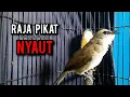 Lagu trucukan gacor ROPEL PANJANG pancingan trucukan agar bunyi jadikan burung trucuk gacor NYAUT EMOSI