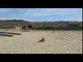 Download Lagu G2PN transition trot - galop pour Audrey sur oscar bis