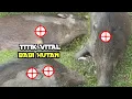 Download Lagu Titik vital melumpuhkan babi hutan