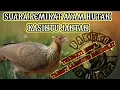 Download Lagu SUARA PIKAT AYAM HUTAN BETINA SANGAT COCOK BUAT PIKAT AYAM JANTAN