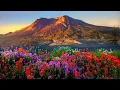 Download Lagu Mountains flowers (HD1080p)