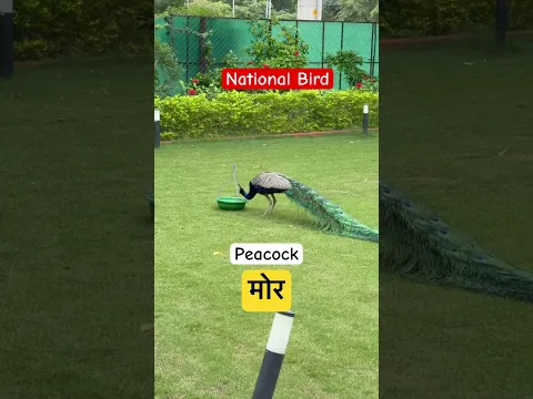 National anthem | national flag | national Bird | national guard
