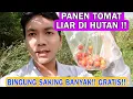 Download Lagu PANEN TOMAT LIAR GRATIS DI PINGGIR SUNGAI!! SAMPAI BINGUNG SAKING BANYAKNYA !! MP3