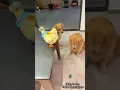 Best Gift Idea Singing Egg Laying Hen Toy for Kids Pets
