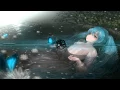 Download Lagu Nightcore - Flower Dance