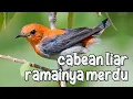 Download Lagu Burung cabean gacor dan ramai di alam liar